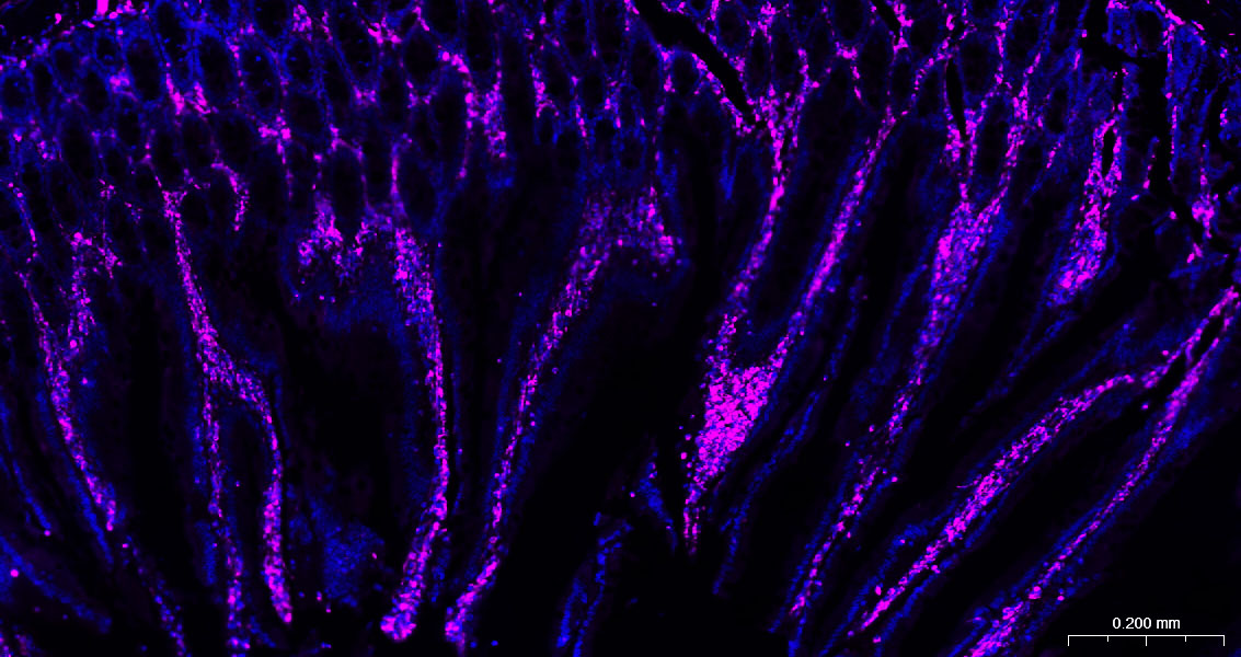 波形蛋白抗体-bs-8533R