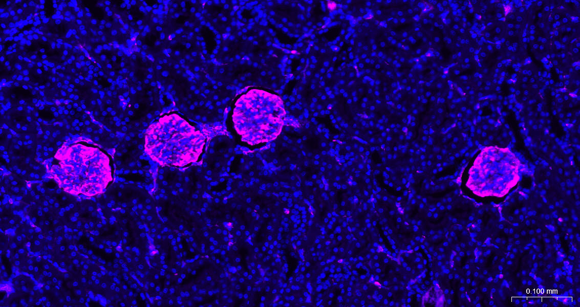 波形蛋白抗体-bs-8533R