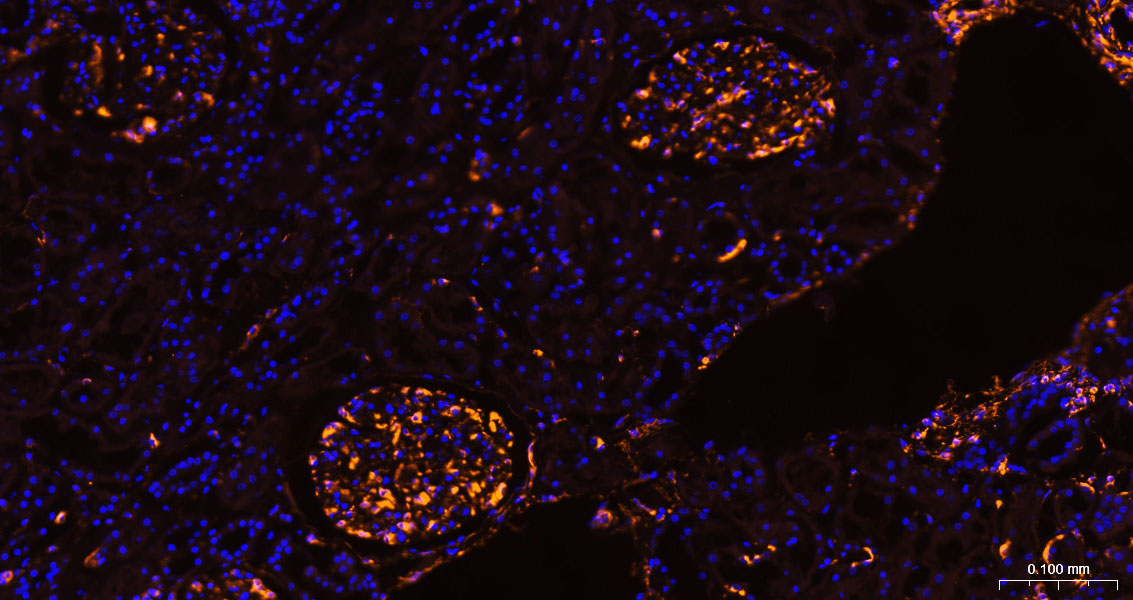 BF555标记的驴抗兔IgG H&L