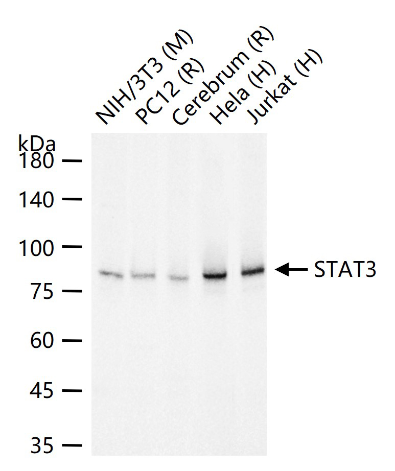 信号转导和转录激活因子3单克隆抗体-bsm-33223M