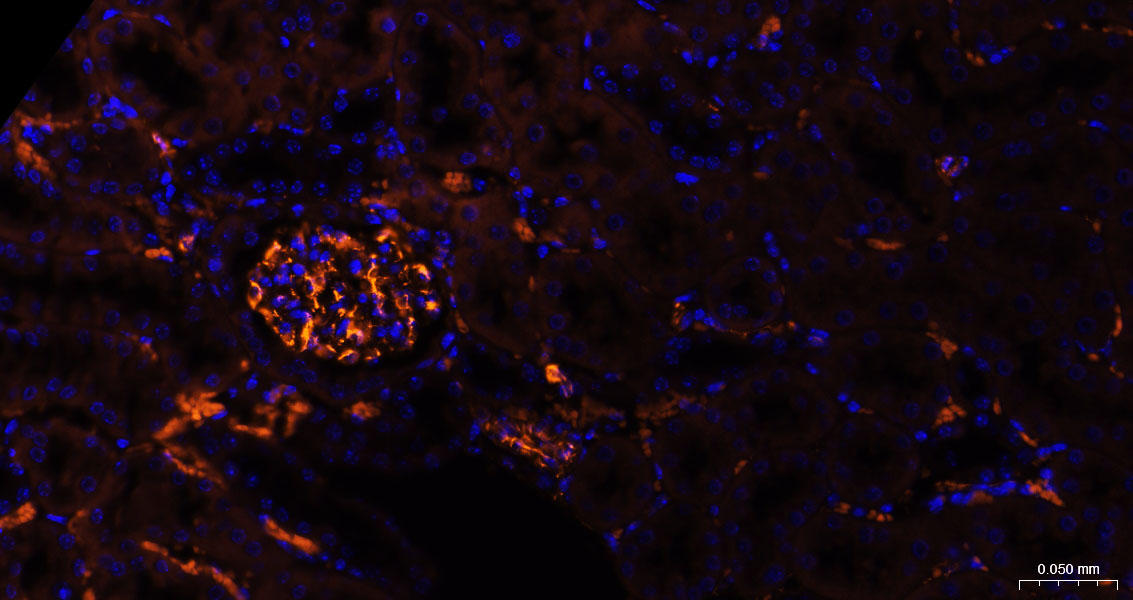 BF555标记的驴抗兔IgG H&L