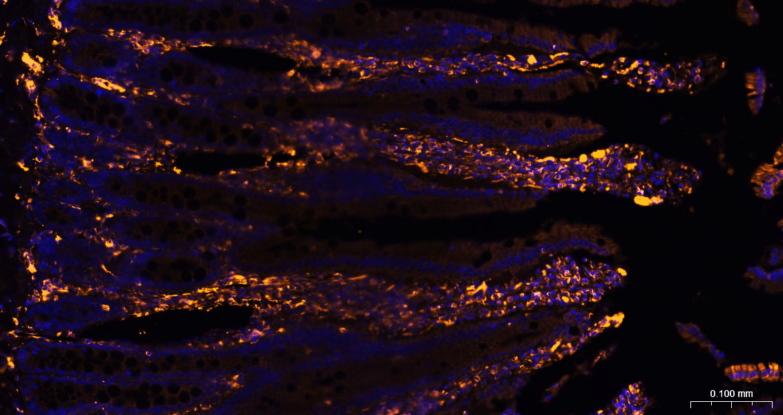 BF555标记的驴抗兔IgG H&L