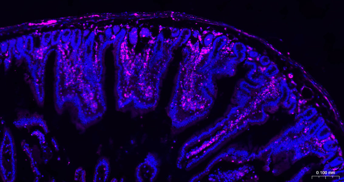波形蛋白抗体-bs-8533R