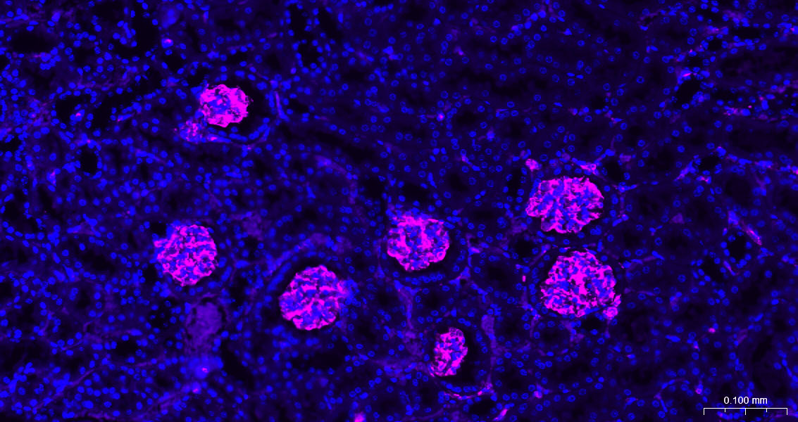 波形蛋白抗体-bs-8533R