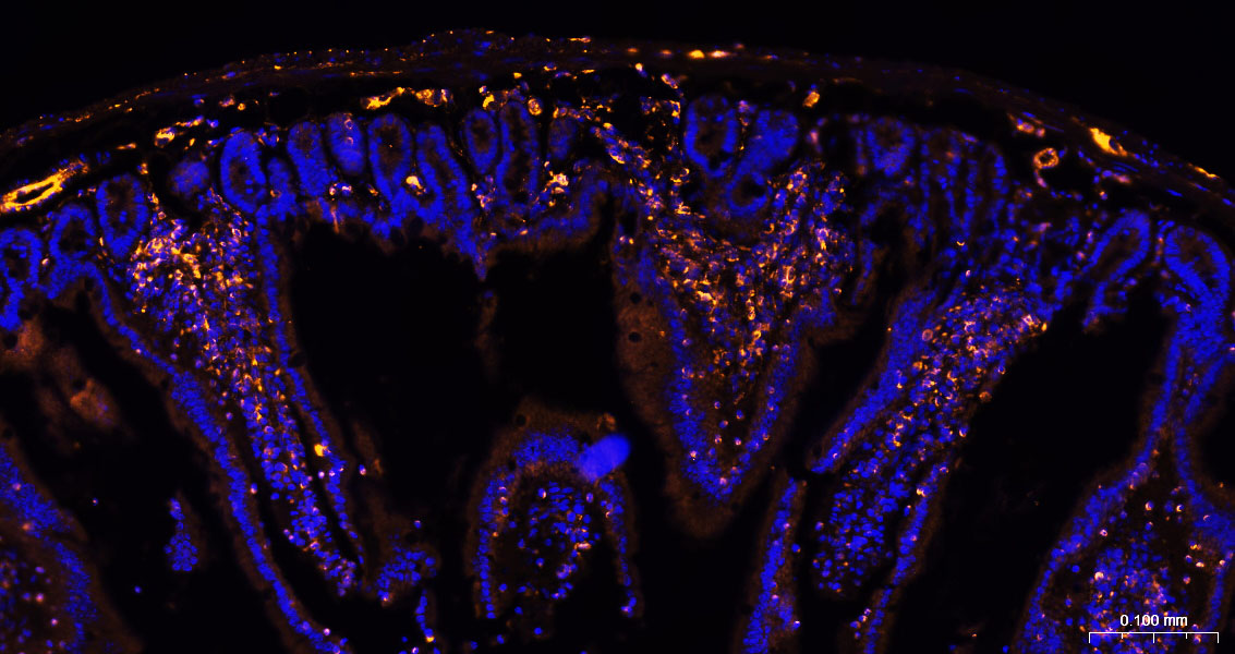 BF555标记的驴抗兔IgG H&L
