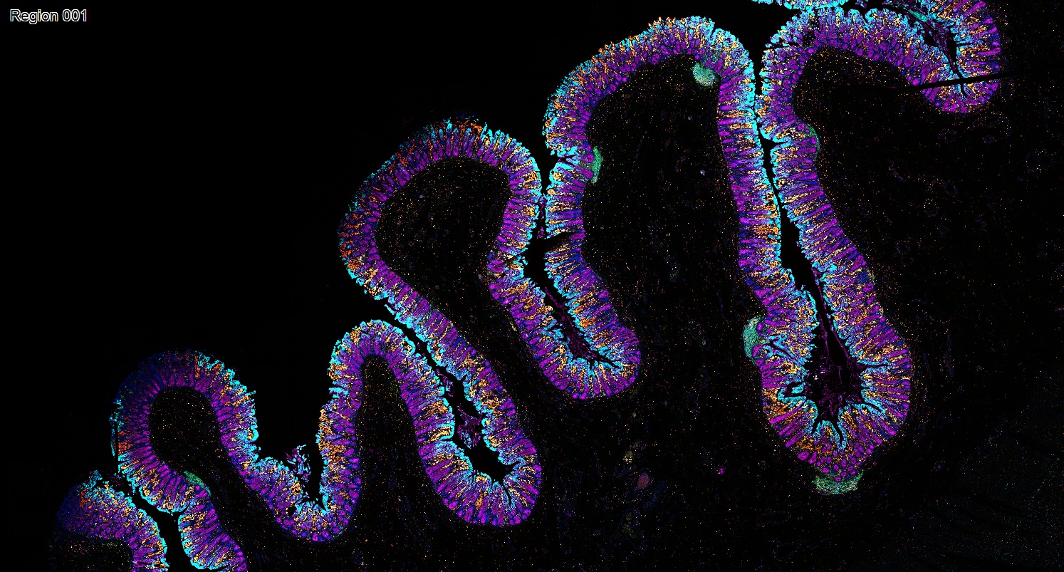 六标七色多重荧光检测试剂盒-IHCT005