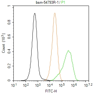 Ⅲ型胶原蛋白重组兔单抗