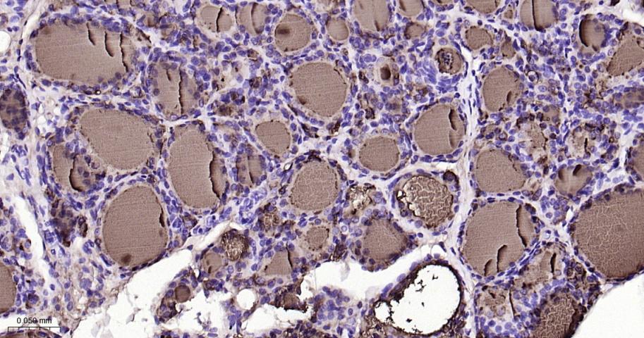 TG Recombinant Rabbit mAb (一抗) - IHC-P,IHC-F,IF,Flow-Cyt,ICC/IF | Bioss