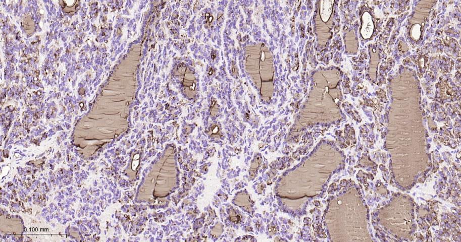 甲状腺球蛋白重组兔单抗-bsm-63331R