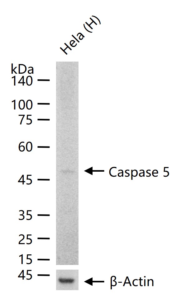 半胱胺酸蛋白酶蛋白5重组兔单抗
