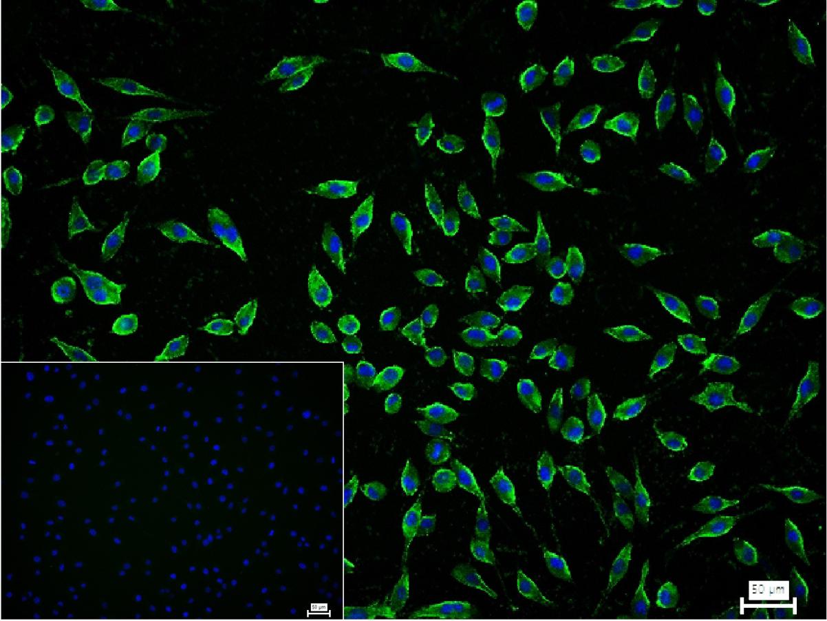 神经生长相关蛋白43单克隆抗体-bsm-33192M