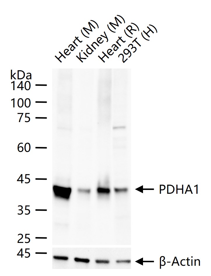 Runx3重组兔单抗