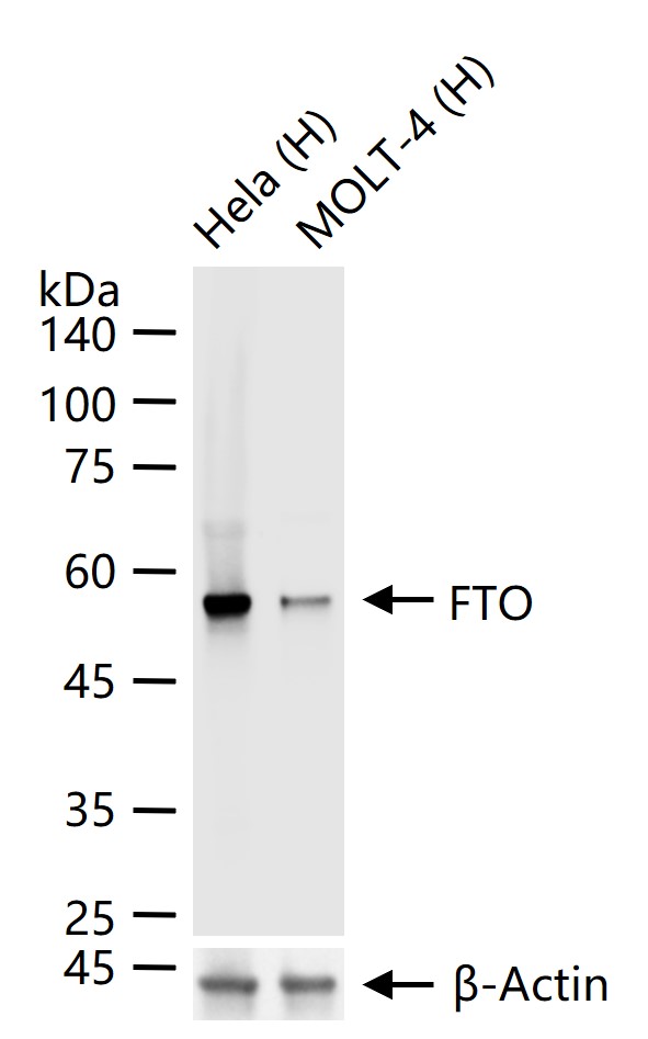 脂肪堆积和肥胖相关蛋白重组兔单抗