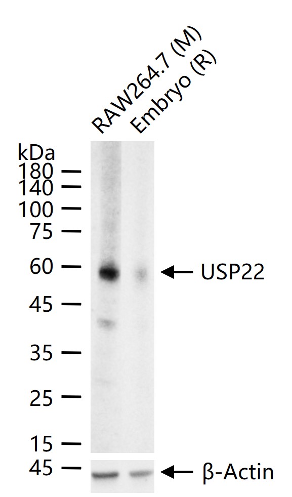 去泛素化酶22重组兔单抗