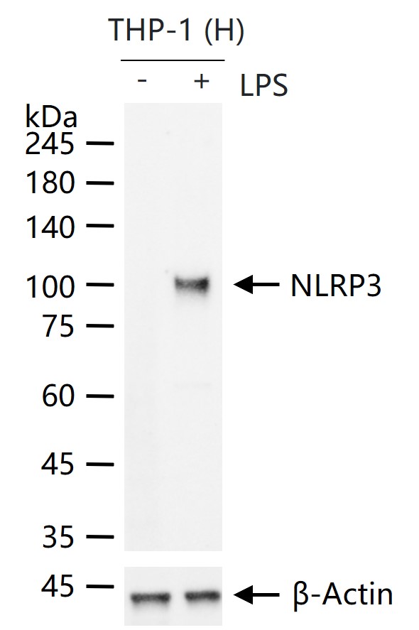 NLRP3 Rabbit pAb (一抗) - WB | Bioss