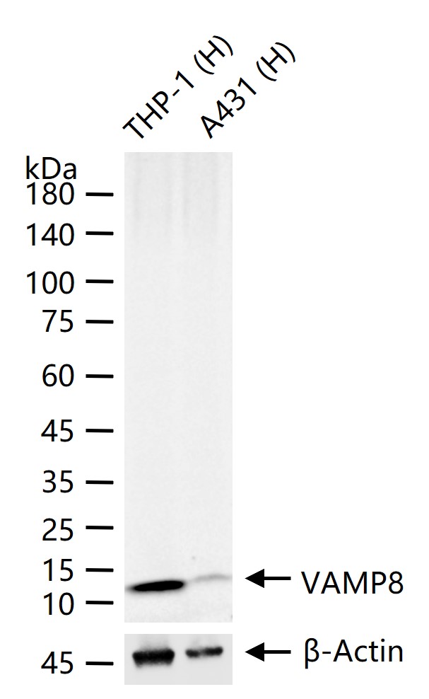 囊泡相关膜蛋白8重组兔单抗