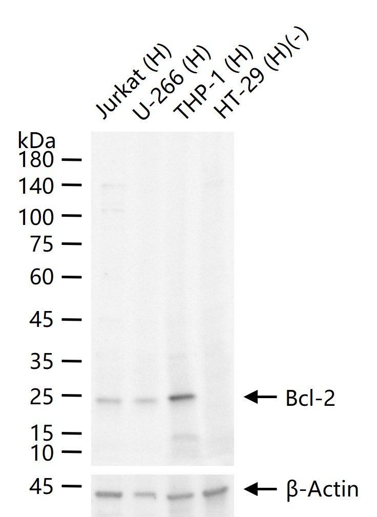 Bcl-2单克隆抗体