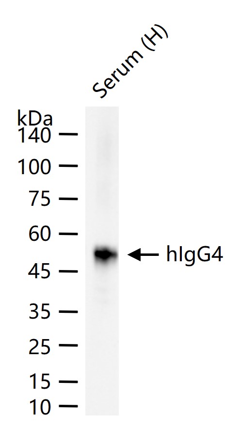 hIgG4重组兔单抗