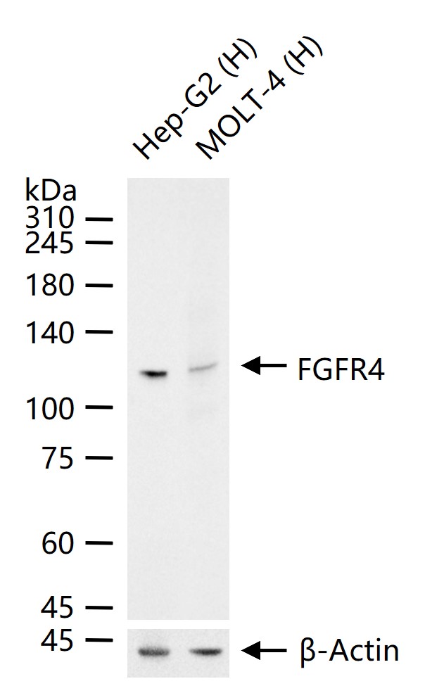 成纤维细胞生长因子受体4重组兔单抗