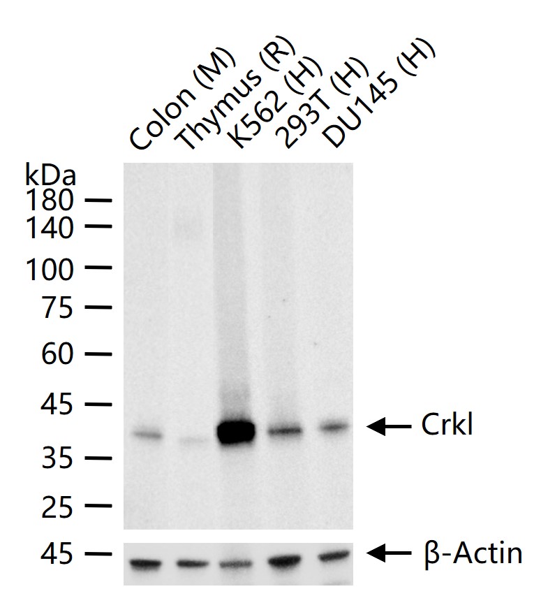 接头蛋白CrkL重组兔单抗