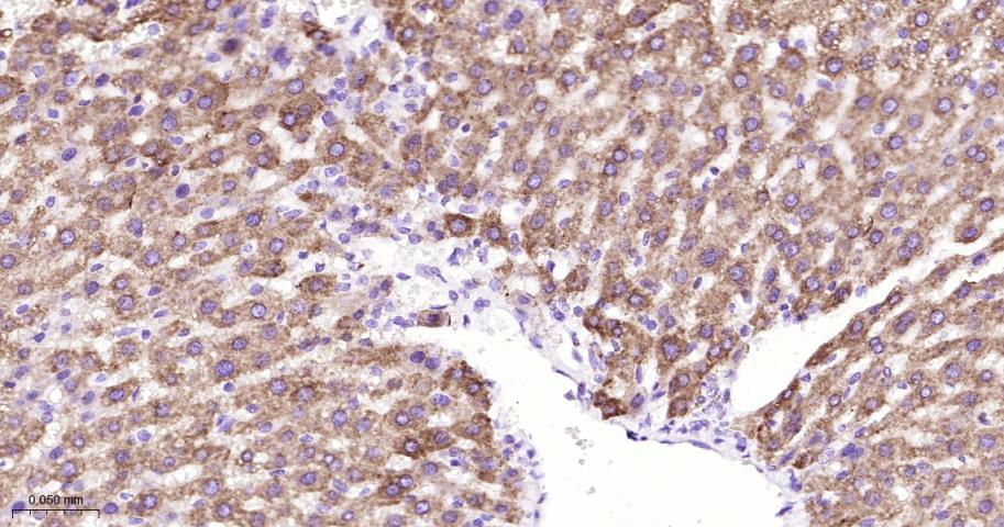 基质金属蛋白酶3重组兔单抗