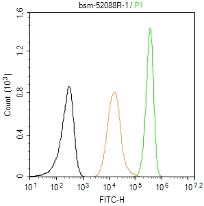 组蛋白去乙酰化酶8重组兔单抗