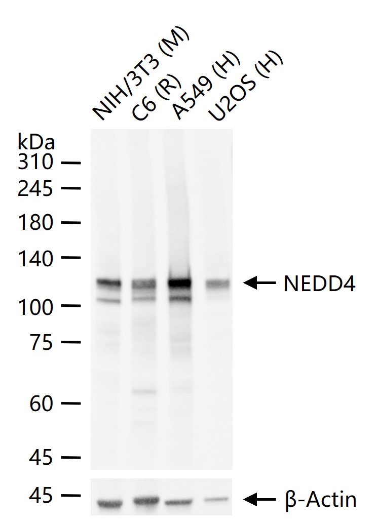 神经前体细胞发育下调蛋白4重组兔单抗