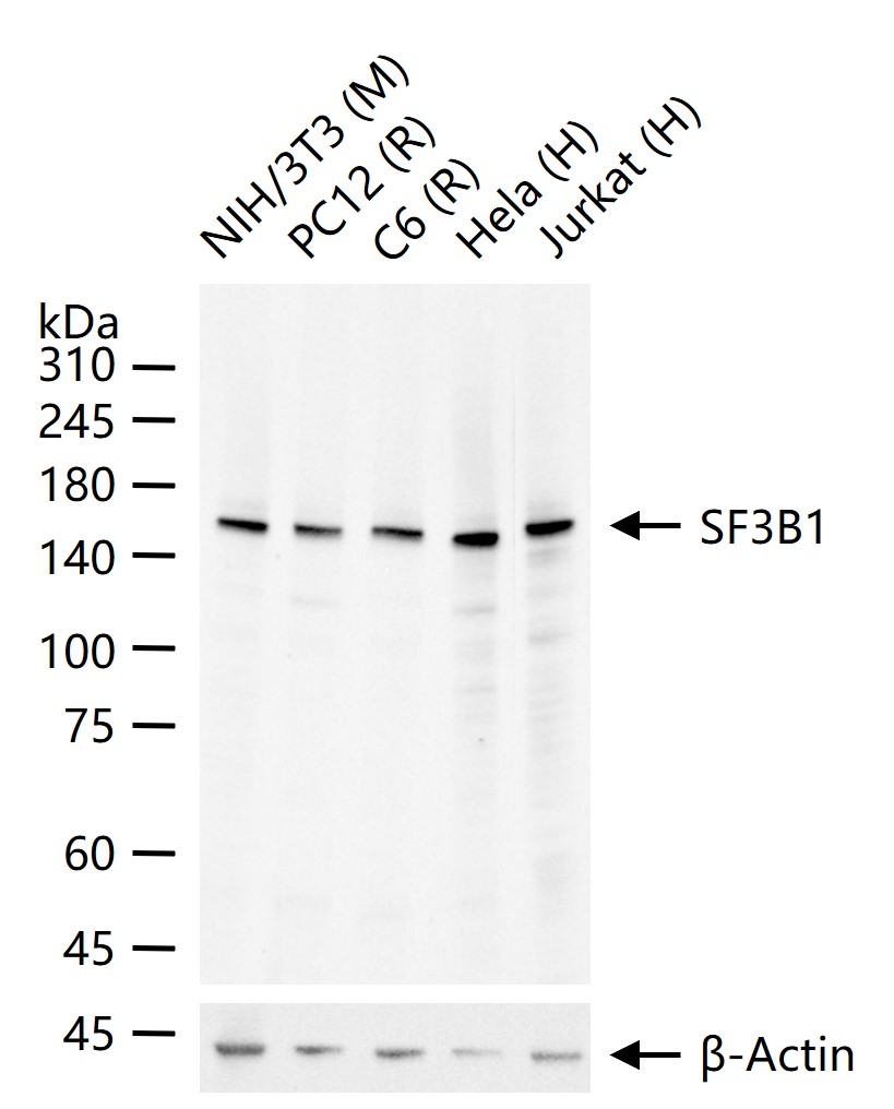 选择性剪接因子3B亚基1重组兔单抗