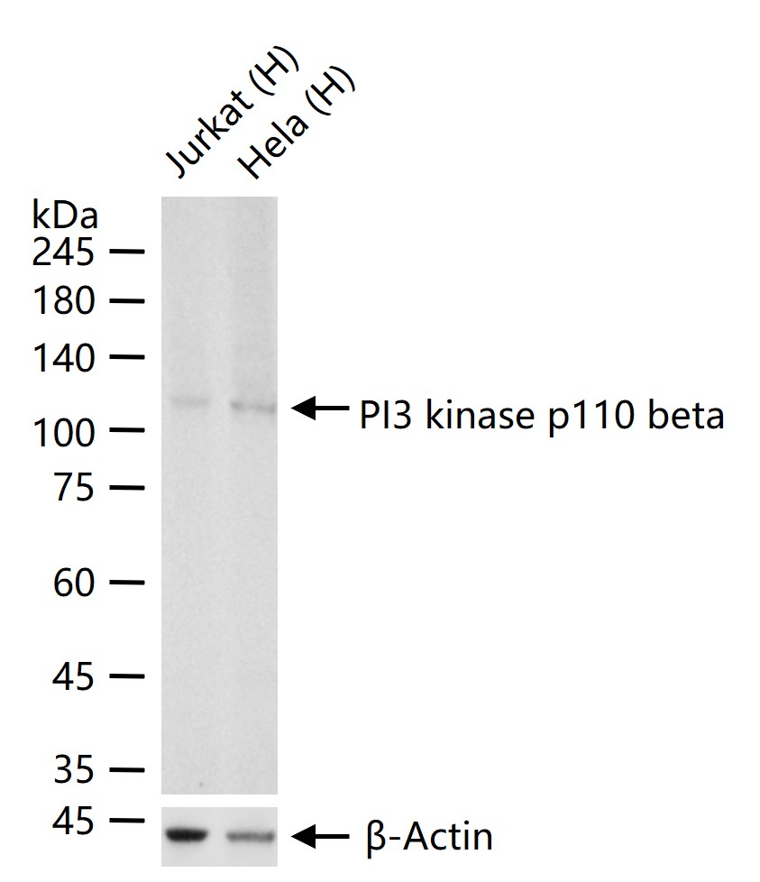 磷脂酰肌醇激酶（PI3Kβ）重组兔单抗