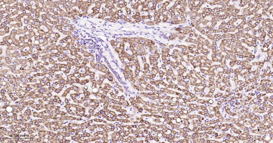 基质金属蛋白酶3重组兔单抗
