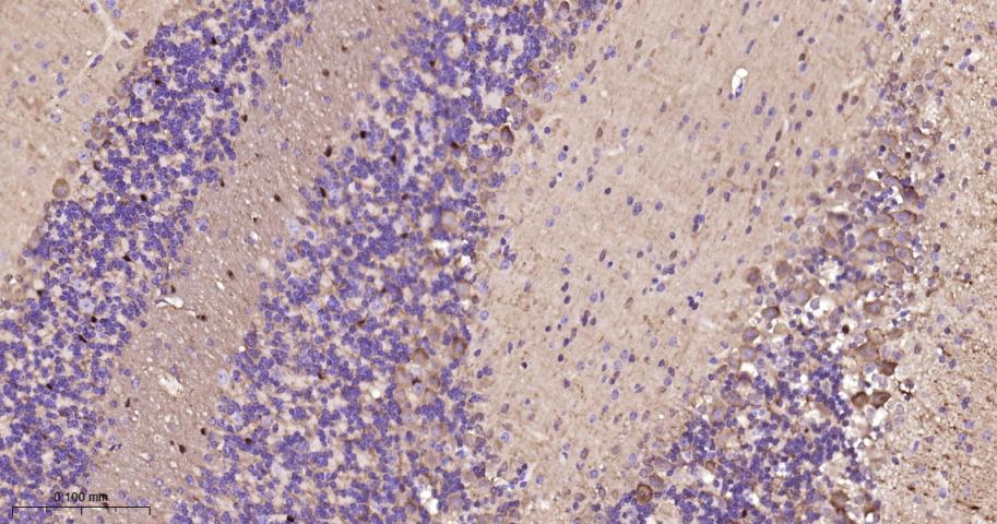 多巴胺/cAMP调节神经磷蛋白重组兔单抗