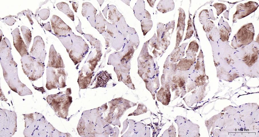 硫氧还蛋白结合蛋白2重组兔单抗