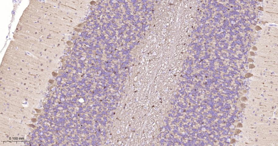 多巴胺/cAMP调节神经磷蛋白重组兔单抗