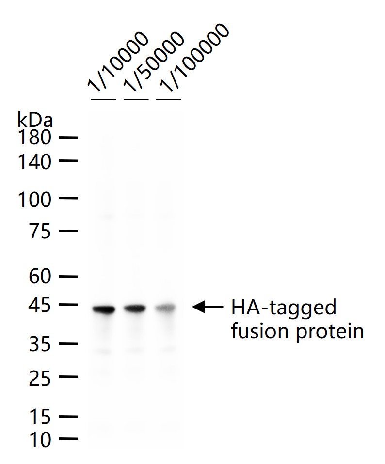 HA Tag Mouse mAb (一抗) - WB,IHC-P,IHC-F,IF,Flow-Cyt,ICC/IF,ELISA | Bioss