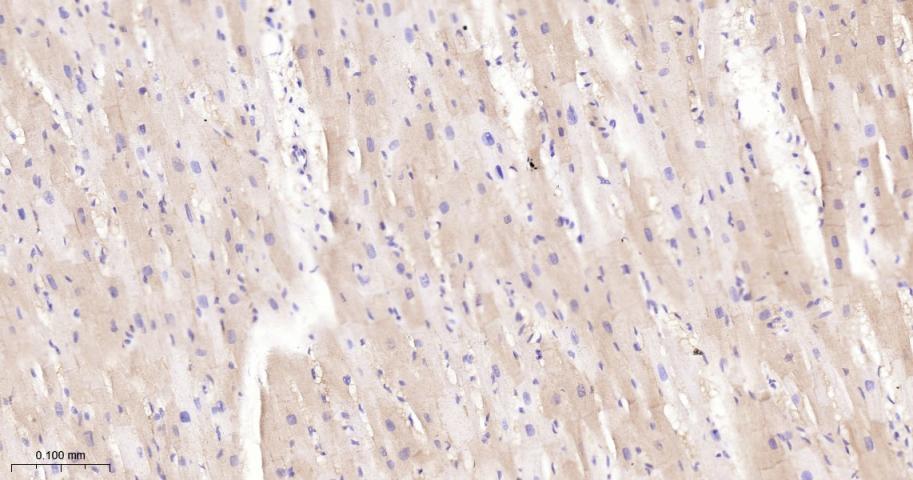 超氧化物歧化酶3重组兔单抗