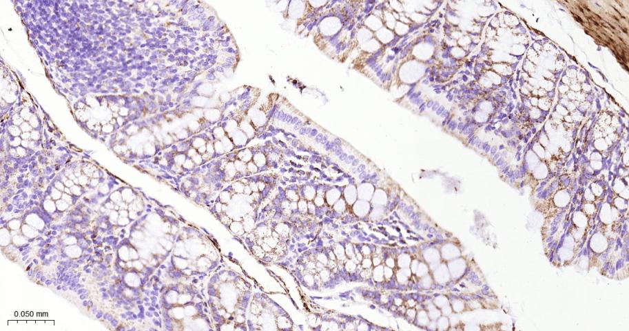 硫辛酰胺脱氢酶重组兔单抗