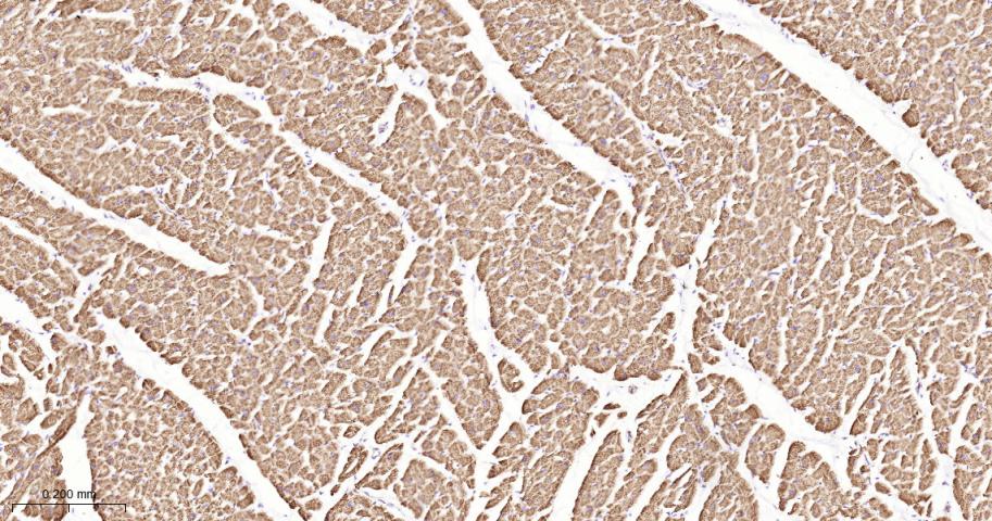 硫辛酰胺脱氢酶重组兔单抗