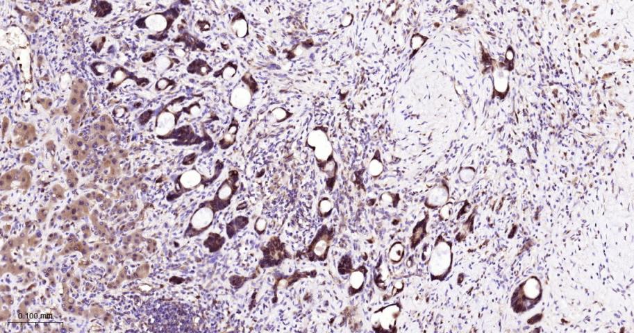 eIF4E结合蛋白重组兔单抗
