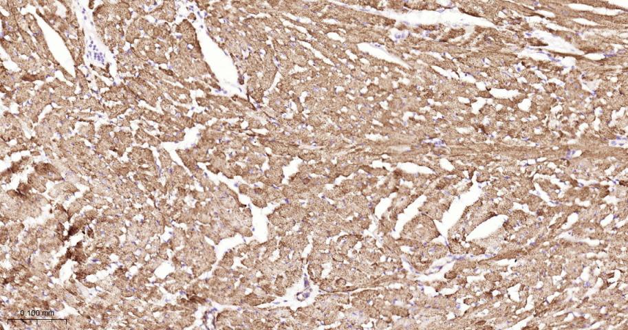 硫辛酰胺脱氢酶重组兔单抗