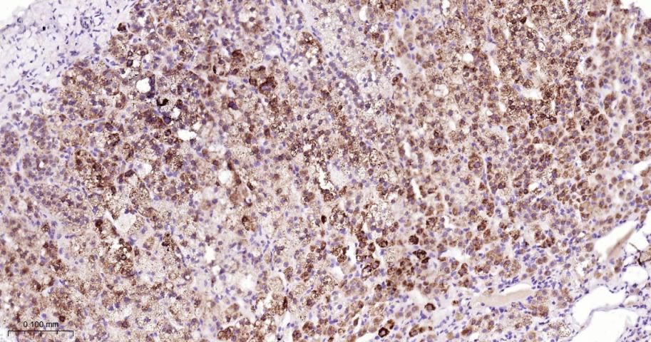类固醇激素合成急性调节蛋白重组兔单抗