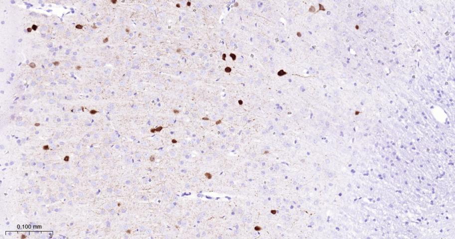 细小清蛋白重组兔单抗-bsm-61405R