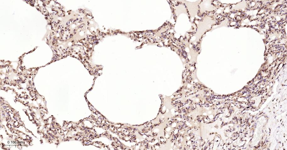 去泛素酶10重组兔单抗