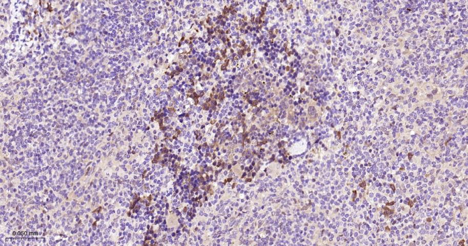 eIF4E结合蛋白重组兔单抗