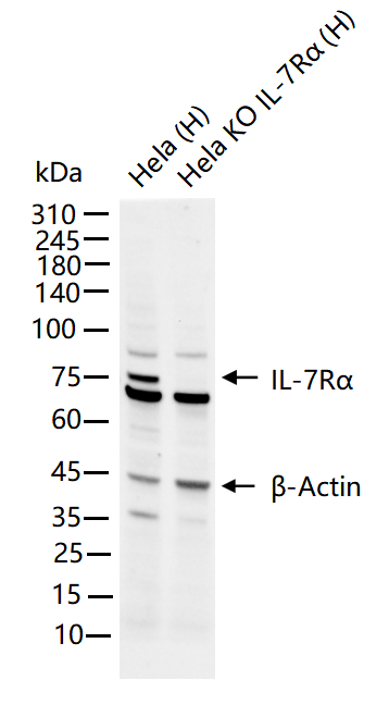 IL7 receptor alpha Knockout Hela Cell Line (Pool) (KO细胞系) | Bioss