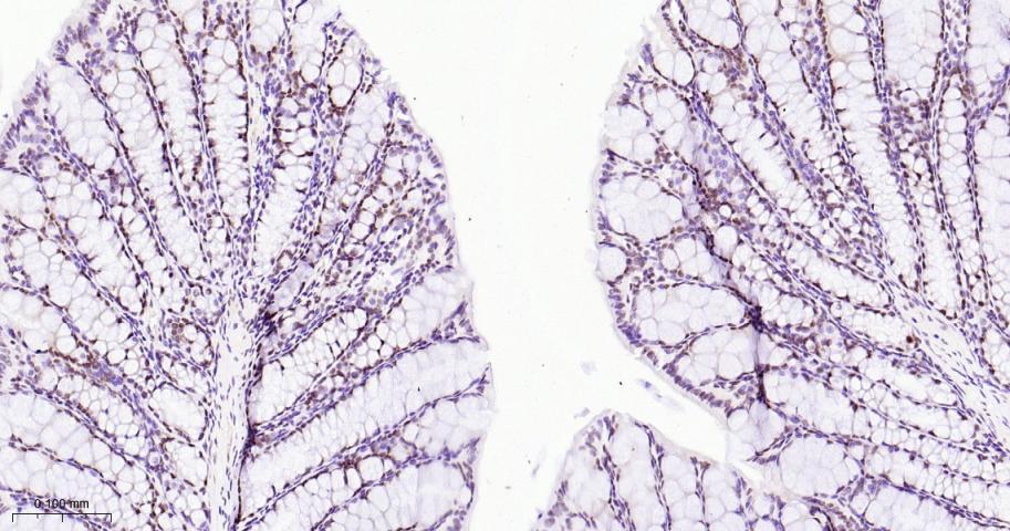 EHMT2重组兔单抗