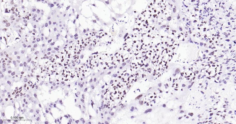 EHMT2重组兔单抗