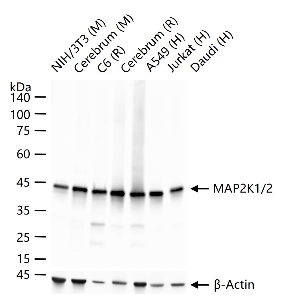 丝裂原活化蛋白激酶激酶1/2重组兔单抗