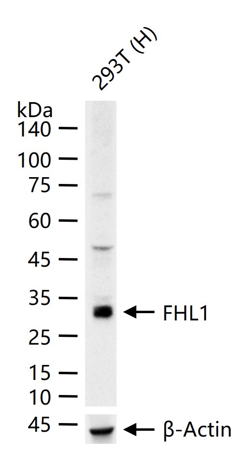 骨骼肌蛋白FHL1重组兔单抗