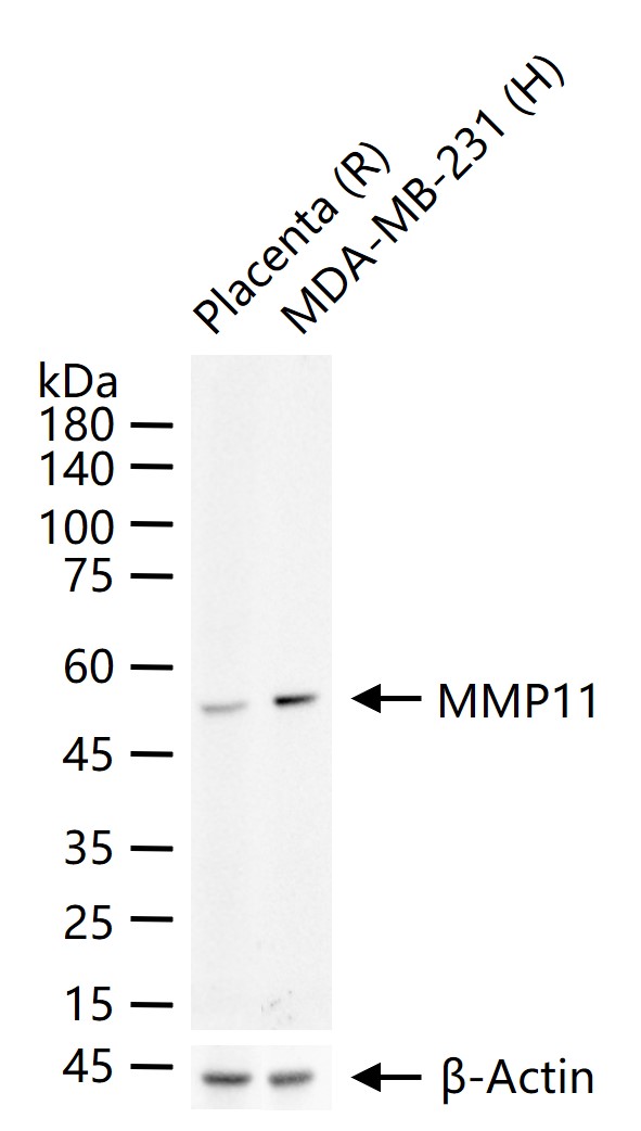 基质金属蛋白酶11重组兔单抗