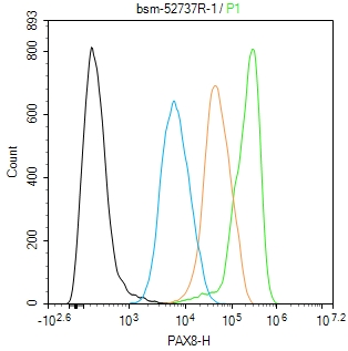 配对盒基因8重组兔单抗